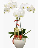  Chậu Hoa Lan Hồ Điệp Cheers New Years - LHĐ13 