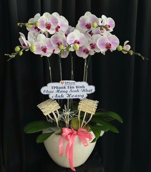 Chậu Hoa Lan: Chậu Lan Hồ Điệp Tiểu Thư - LHĐ207