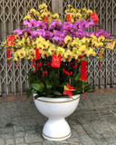  Chậu Lan Hồ Điệp Cát Tường - LHĐ169 