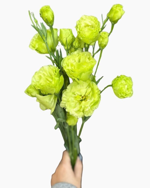 Mẫu Hoa Cát Tường: Hoa Cát Tường