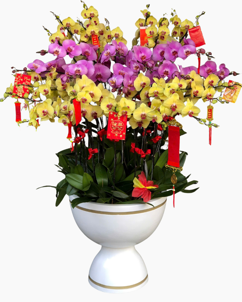  Chậu Lan Hồ Điệp Cát Tường - LHĐ169 