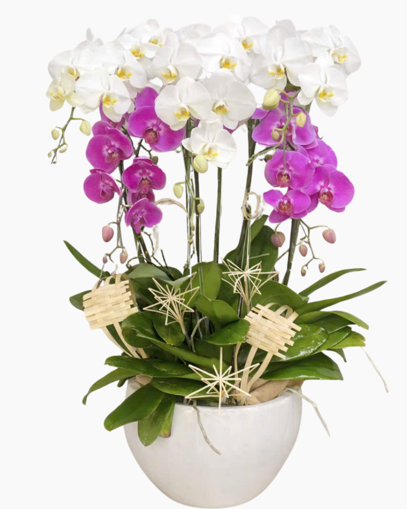  Chậu Lan Hồ Điệp Phúc Lộc  - LHĐ172 