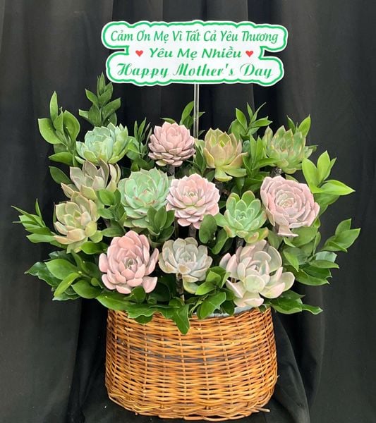 : Chậu Sen Đá Khu Vườn Pastel - SD03