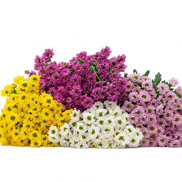  Hoa Cúc Rossi - Hoa Cắt Cành 