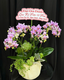  Chậu Lan Kiều Diễm-LHĐ119 