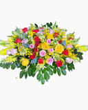  Ovan Sắc Màu - Ovan 28 