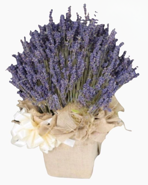 Bó Hoa Lavender: Hộp Hoa Lavender - LVD02