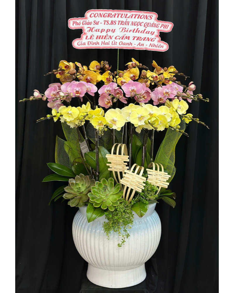  Chậu Lan Sắc Màu-LHĐ118 