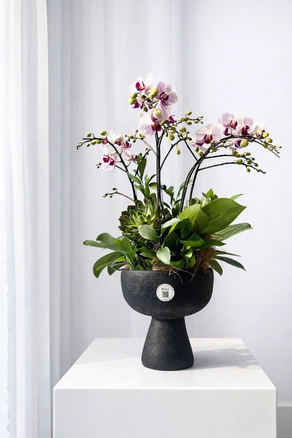  Chậu Lan Hồ Điệp Duyên Lan Thanh Nhã - LHD223 