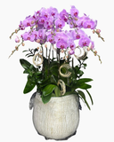  Chậu Lan Thủy Chung  - LHĐ133 