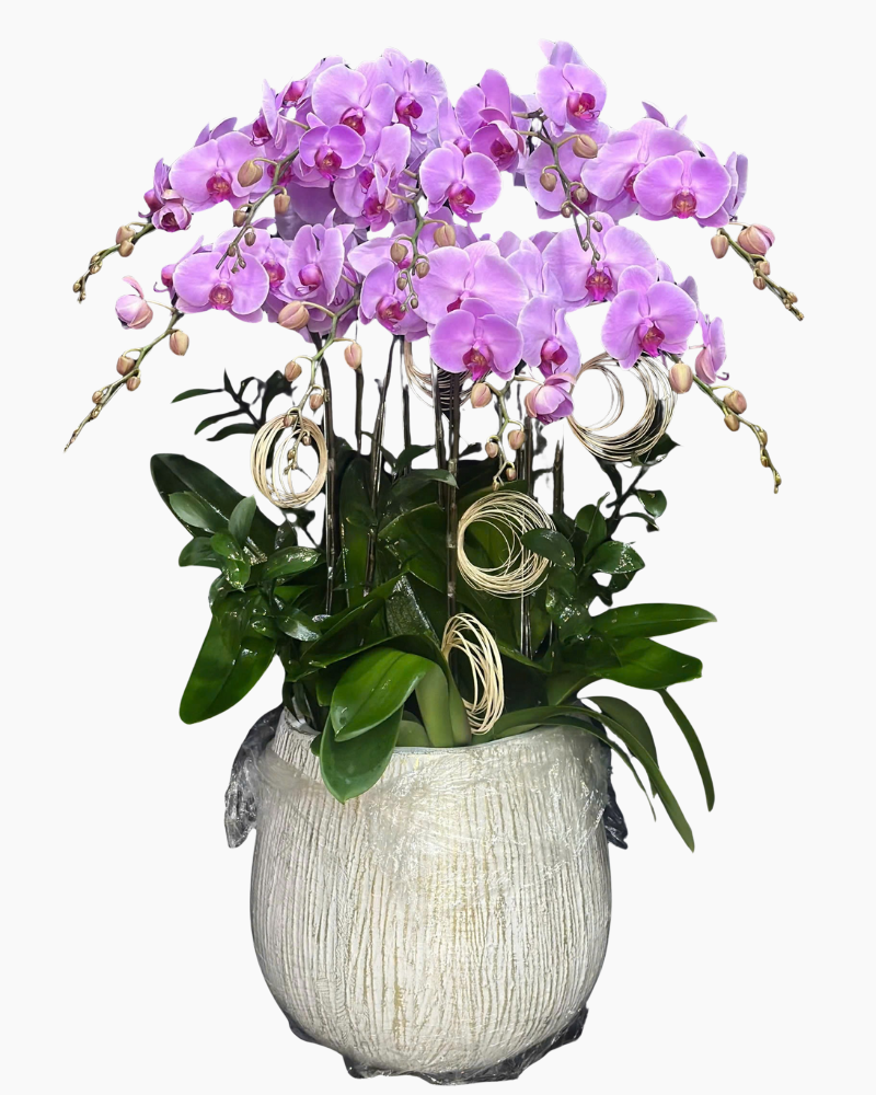  Chậu Lan Thủy Chung  - LHĐ133 