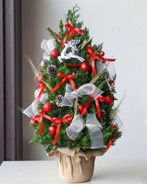 Cây Thông Noel: cay-thong-noel-jingle-bell-pine-hgs11-giang-sinh-am-ap