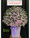  Hộp Hoa Thạch Thảo  - HH117 