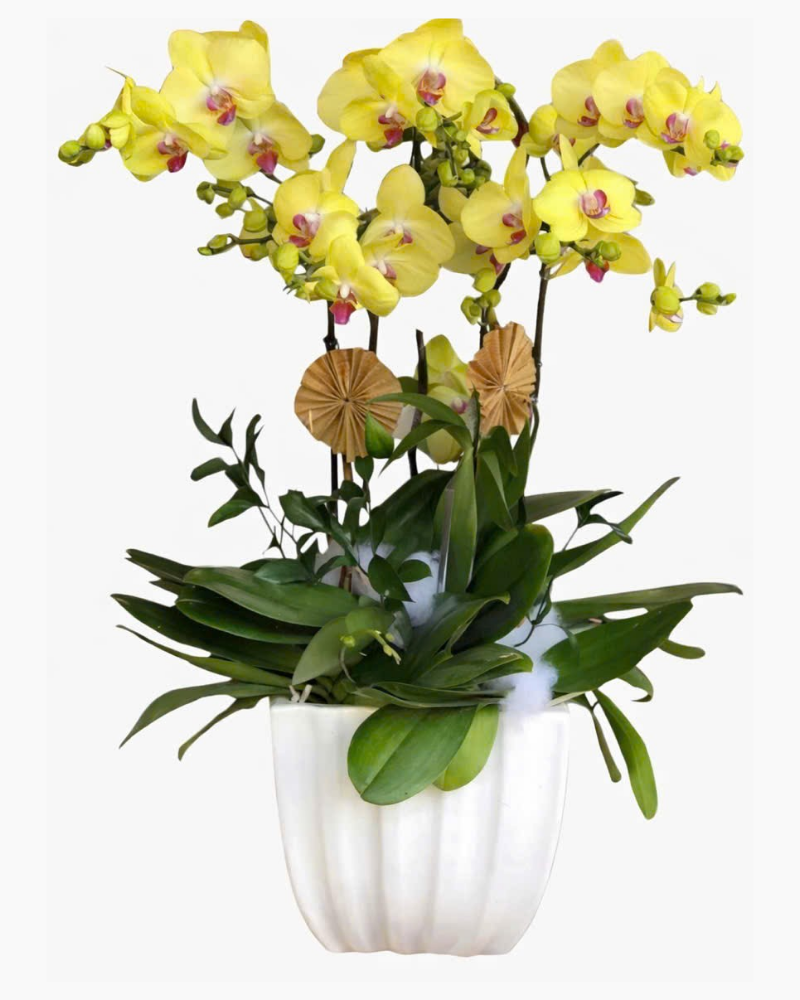  Chậu Hoa Lan Hồ Điệp Vàng - LHĐ01 