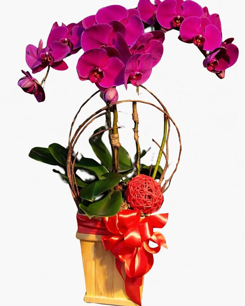  Chậu Hoa Lan Hồ Điệp Tím - LHĐ48 