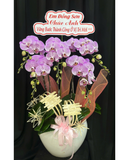  Lan Tím Thăng Hoa-LHĐ117 