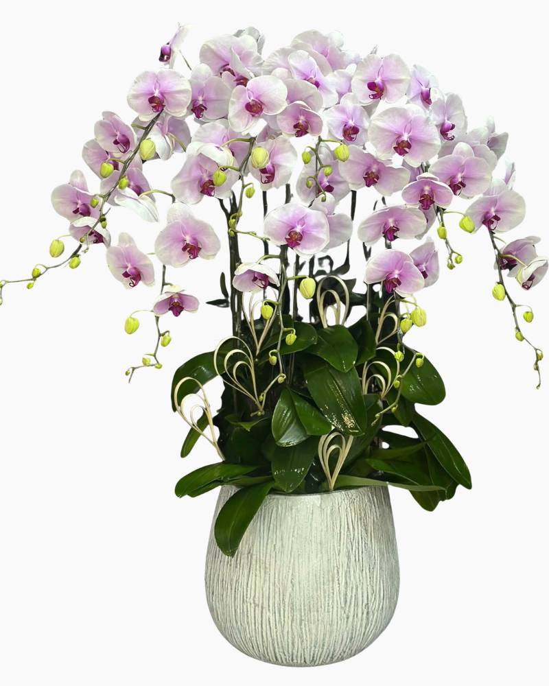  Chậu Lan Lộc Tím  - LHĐ132 