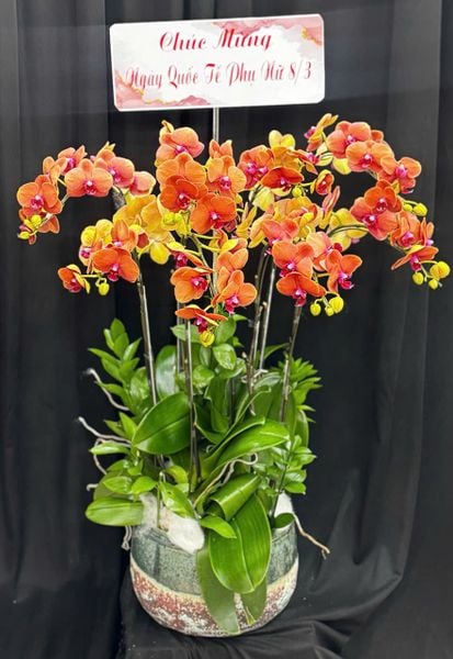 Chậu Hoa Lan: Chậu Lan Hồ Điệp Thuần Túy - LHĐ203