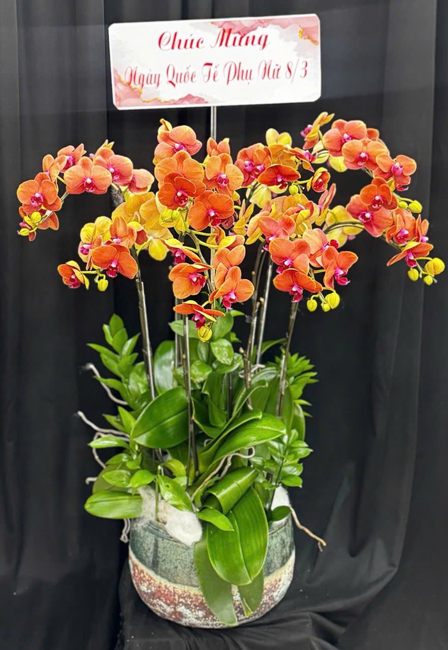  Chậu Lan Hồ Điệp Thuần Túy - LHĐ203 