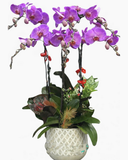  Chậu Hoa Lan Hồ Điệp Tím Tình - LHĐ02 