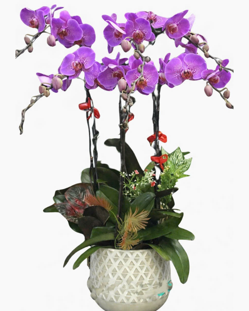  Chậu Hoa Lan Hồ Điệp Tím Tình - LHĐ02 