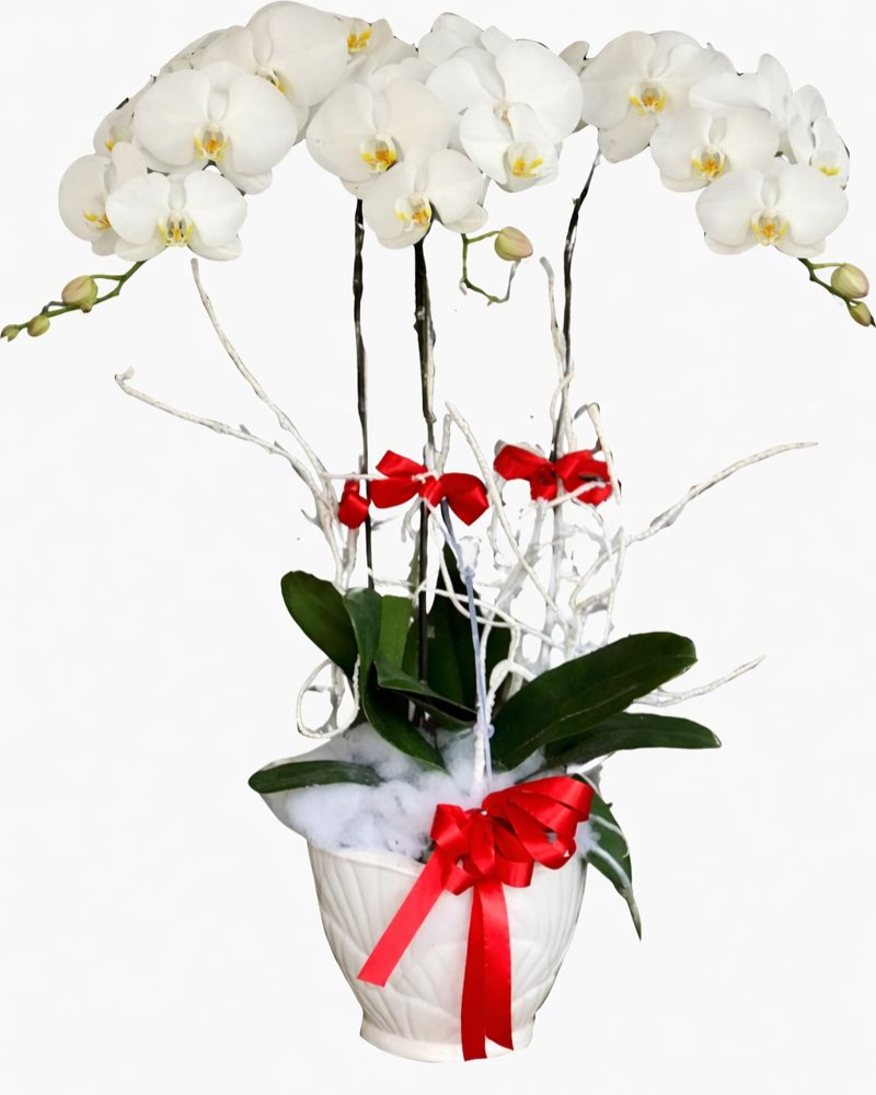  Chậu Hoa Lan Hồ Điệp Trắng - LHĐ52 