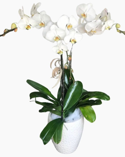 Chậu Hoa Lan: Chậu Hoa Lan Hồ Điệp Đẹp - LHĐ53