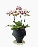  Chậu Lan Hồ Điệp Bạch Hồng An Phúc - LHD236 
