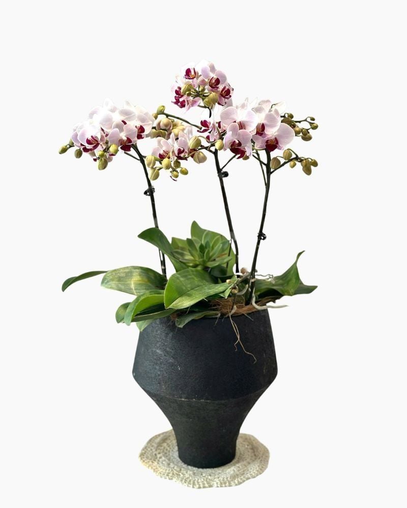 Chậu Lan Hồ Điệp Bạch Hồng An Phúc - LHD236 