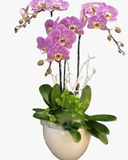  Chậu Hoa Lan Hồ Điệp Hồng Đột Biến - LHĐ51 