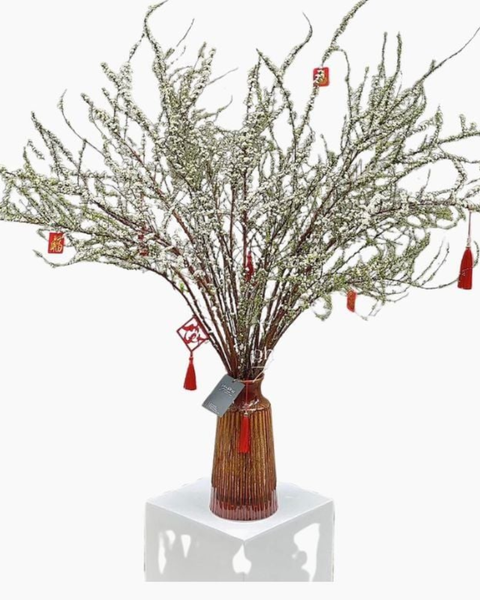 Hoa Tuyết Mai Bền Đẹp Mới 2026 Bính Ngọ: Bình Tuyết Mai Trưng Tết - HCB54 - Hoa Chưng Tết Nguyên Đán