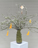  Tuyết Mai Trưng Tết - HCB54 - Hoa Chưng Tết Nguyên Đán 