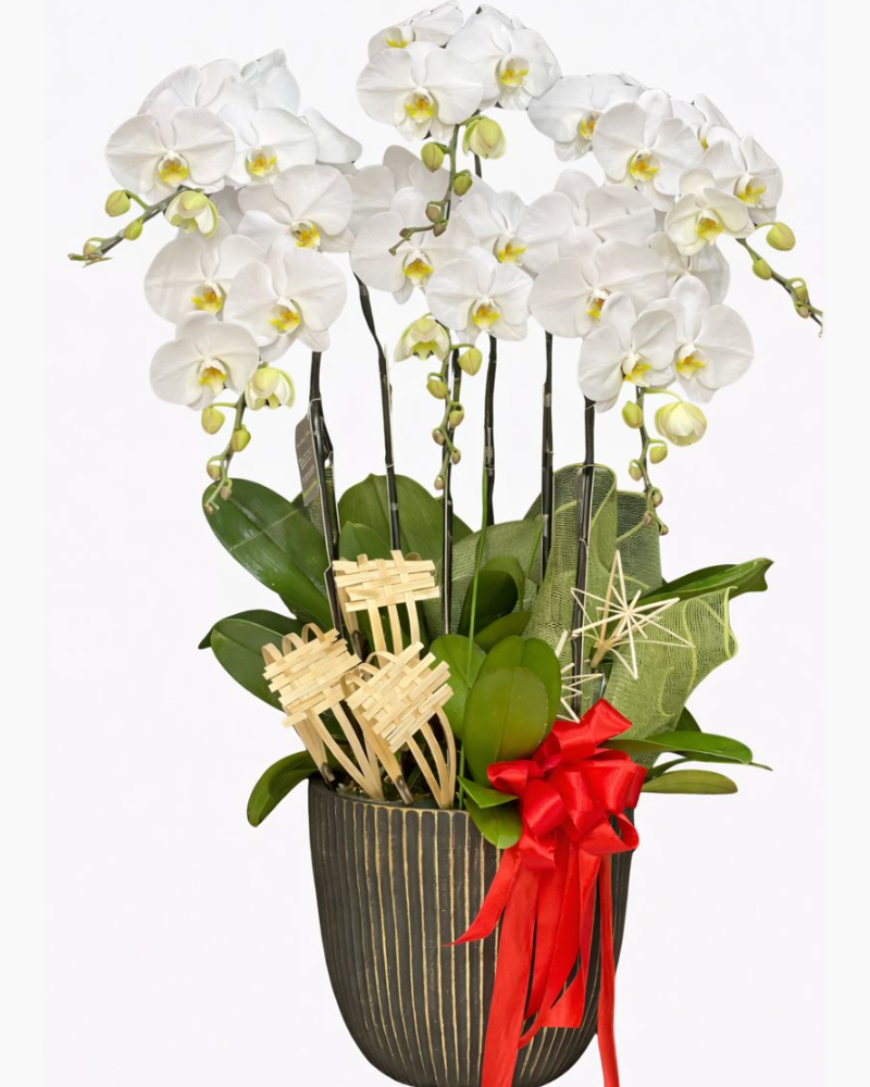  Chậu Lan Hồ Điệp Trắng Tinh Khôi - LHĐ126 