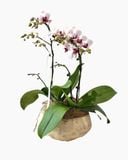  Chậu Lan Hồ Điệp Thanh Ngọc An Nhiên - LHD237 