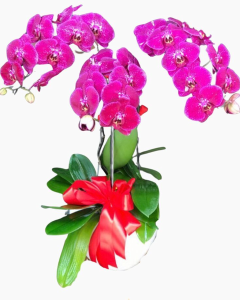 : Chậu Hoa Lan Hồ Điệp Đột Biến Bình An - LHĐ47