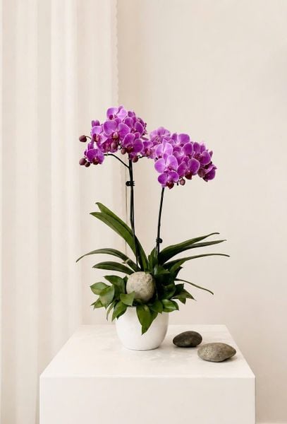 Chậu Hoa Lan Hồ Điệp Mini Nhiều Cành Đẹp, Giá Rẻ: Chậu Lan Hồ Điệp Tử Ngọc Cát Tường - LHD246