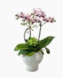  Chậu Lan Hồ Điệp Hồng Ngọc Thanh An - LHD238 
