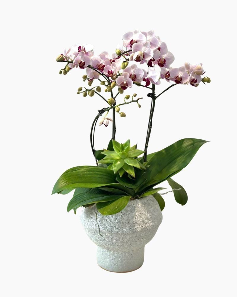  Chậu Lan Hồ Điệp Hồng Ngọc Thanh An - LHD238 