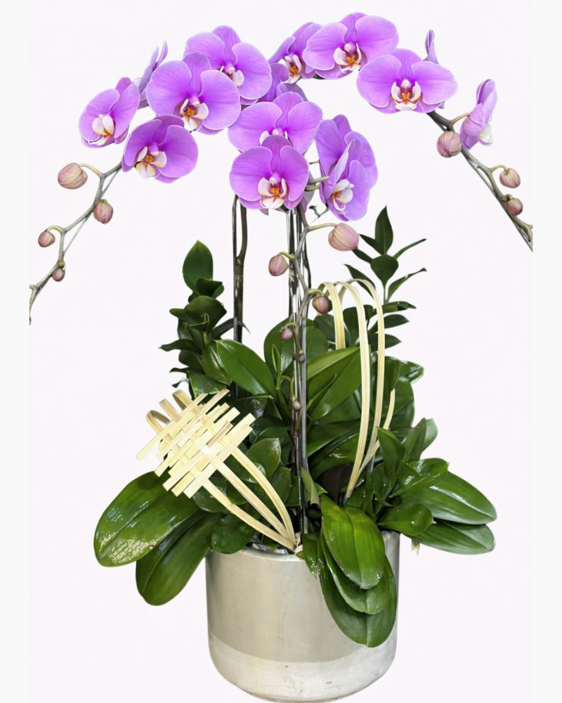  Chậu Lan Hồ Điệp Thuỷ Chung-LHĐ122 