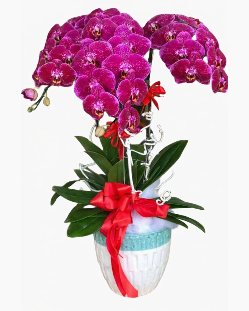  Chậu Hoa Lan Hồ Điệp Phát Lộc​​​​​​​ - LHĐ46 