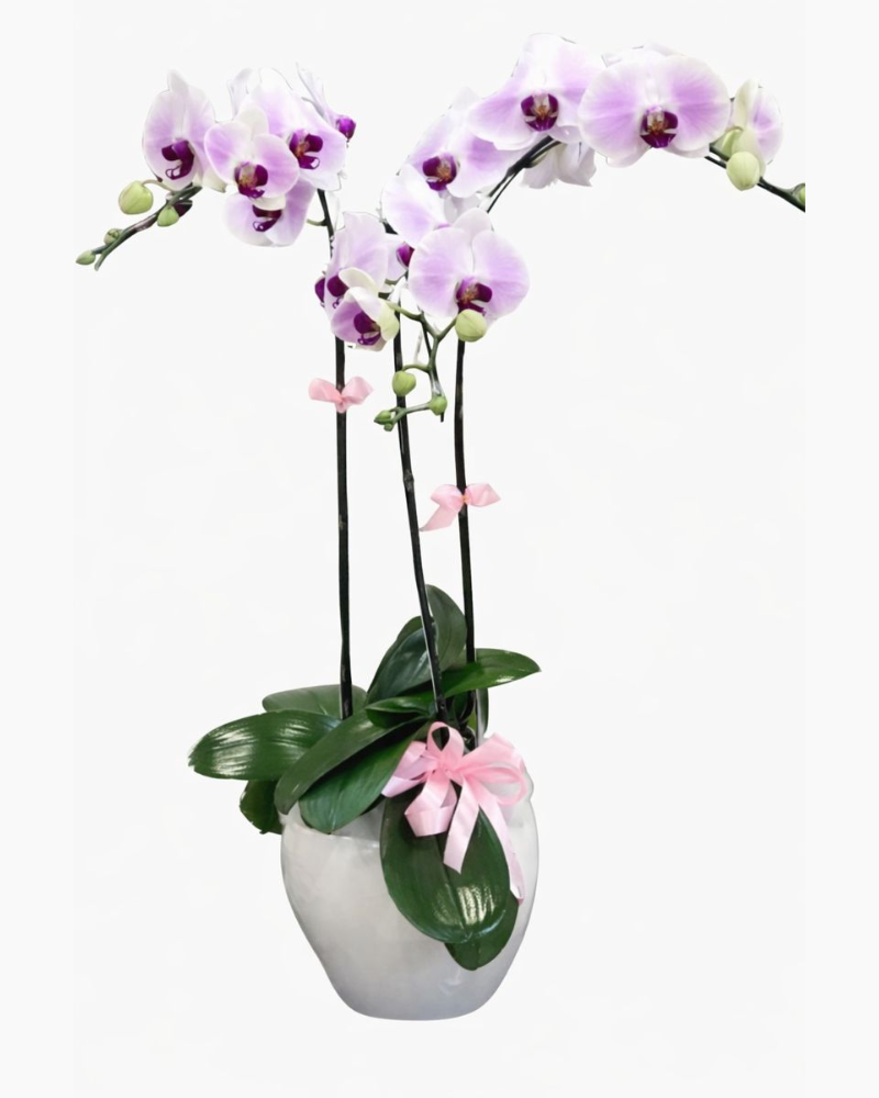  Chậu Hoa Lan Hồ Điệp Vững Chắc - LHĐ45 