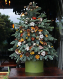  Cây Thông Noel Evergreen - HGS06 - Giáng Sinh An Lành 