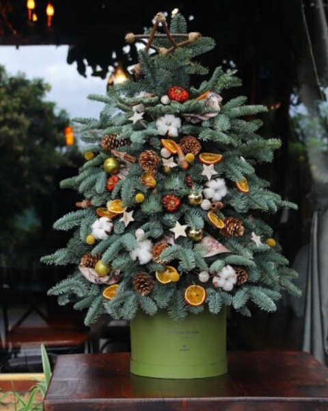 Cây Thông Noel: cay-thong-noel-evergreen-hgs06-giang-sinh-an-lanh