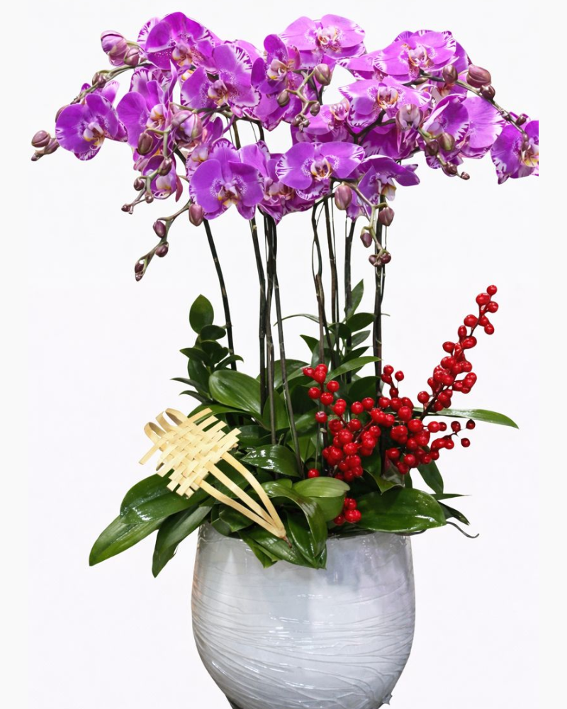  Chậu Hoa Lan Hồ Điệp 9 Cành Hồng Đột Biến - LHĐ115 