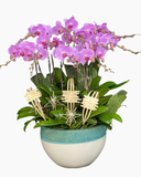  Chậu Lan Hồ Điệp Uyên Ương - LHĐ127 