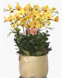  Chậu Lan Hồ Điệp Xuân Hoa - LHĐ152 