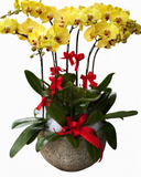  Chậu Lan Hồ Điệp Phát Tài - LHĐ155 