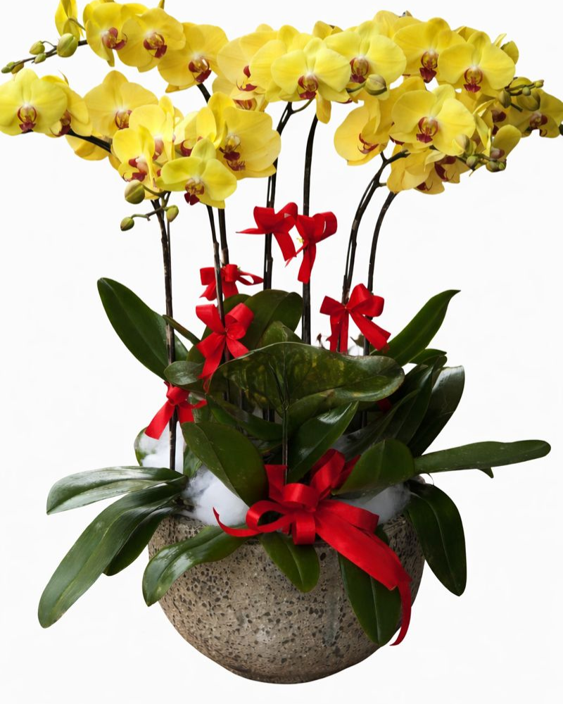  Chậu Lan Hồ Điệp Phát Tài - LHĐ155 