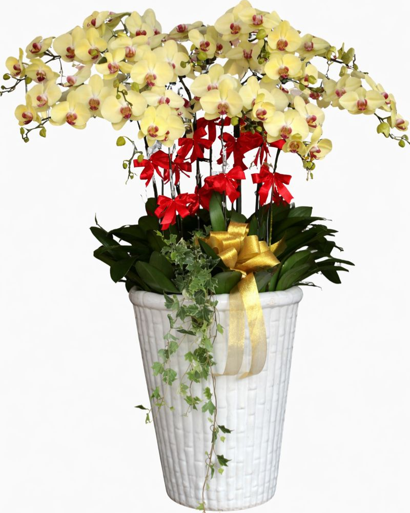  Chậu Lan Hồ Điệp Vượng  Xuân - LHĐ154 