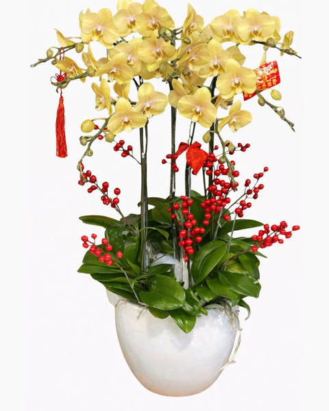 Chậu Hoa Lan: Chậu Hoa Lan Hồ Điệp 8 Cành Vàng Nâu - LHĐ114